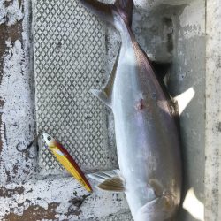 ランスルー 釣果