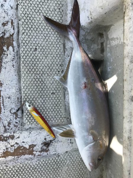 ランスルー 釣果