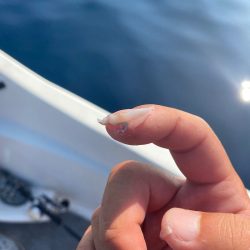 「LaGooN」蒼陽丸 日和号　 釣果