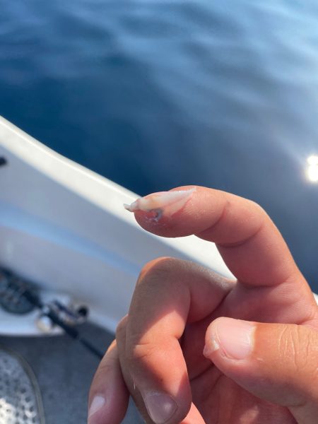 「LaGooN」蒼陽丸 日和号　 釣果