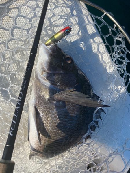 「LaGooN」蒼陽丸 日和号　 釣果
