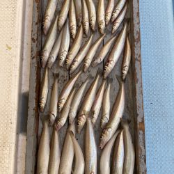 岡田釣船　八英丸 釣果