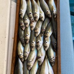 岡田釣船　八英丸 釣果