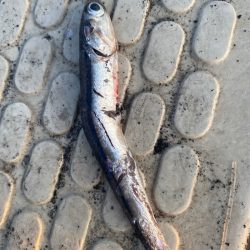 龍神丸（鹿児島） 釣果