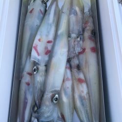 和丸(京都) 釣果