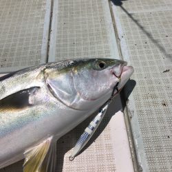 エムズジャーク(M’s JERK) 釣果