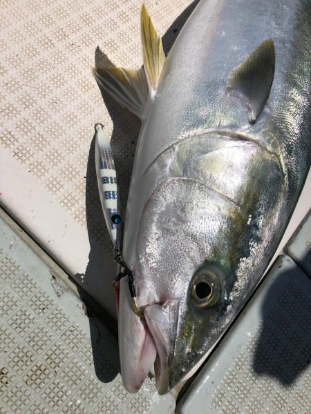 エムズジャーク(M’s JERK) 釣果