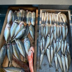 岡田釣船 八英丸 釣果