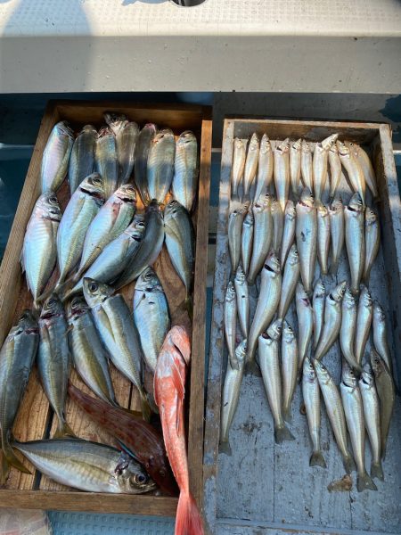 岡田釣船　八英丸 釣果