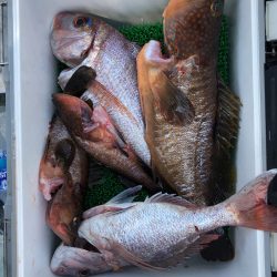 フィッシング　キッタカ 釣果