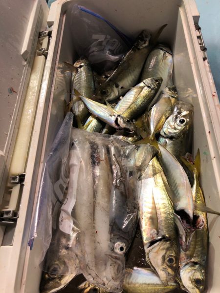 第二八坂丸 釣果