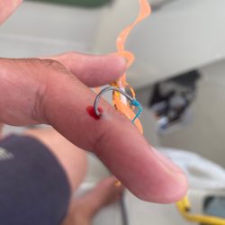 末広丸(熊本) 釣果