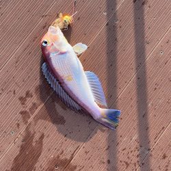 あみや渡船 JIGBOY 釣果