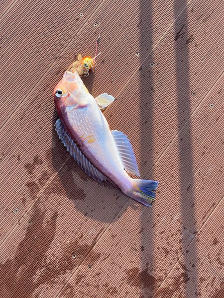 あみや渡船 JIGBOY 釣果