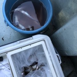 フィッシング　キッタカ 釣果