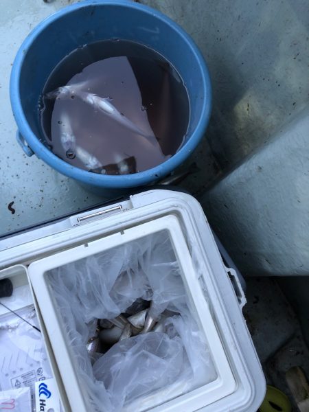 フィッシング　キッタカ 釣果