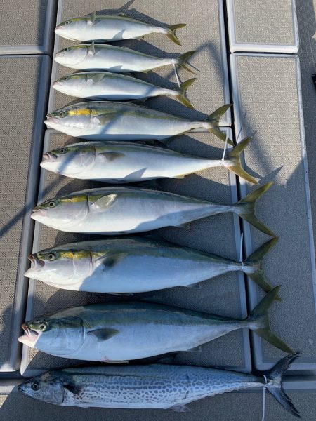 SeaRide(シーライド) 釣果