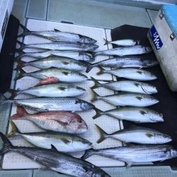 エムズジャーク(M’s JERK) 釣果