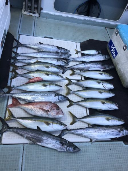 エムズジャーク(M’s JERK) 釣果