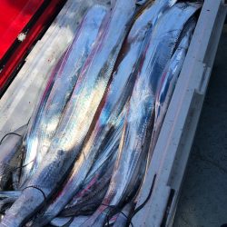 フィッシング キッタカ 釣果