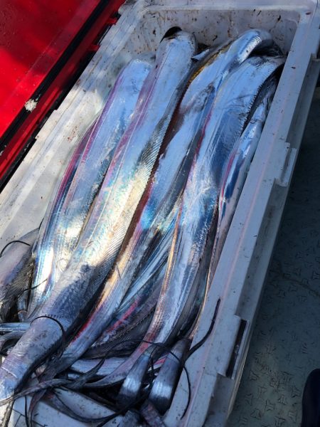 フィッシング キッタカ 釣果