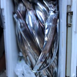 フィッシング キッタカ 釣果