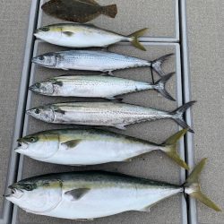 SeaRide(シーライド) 釣果