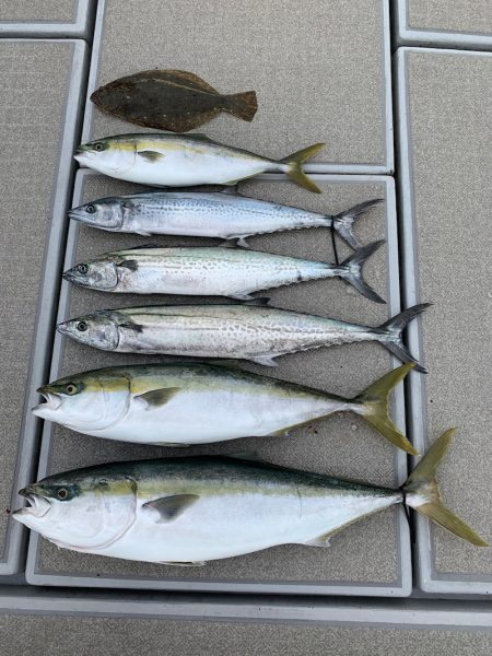 SeaRide(シーライド) 釣果