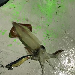 和丸(京都) 釣果