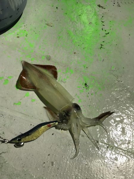 和丸(京都) 釣果