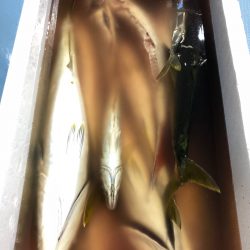 第二八坂丸 釣果