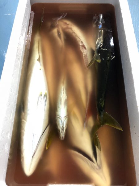 第二八坂丸 釣果