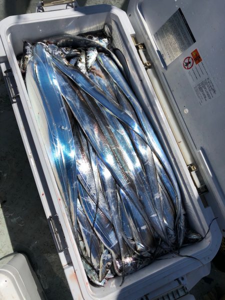 フィッシング キッタカ 釣果