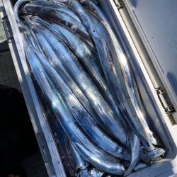 フィッシング キッタカ 釣果