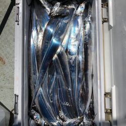 フィッシング キッタカ 釣果