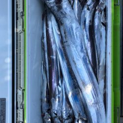 フィッシング キッタカ 釣果