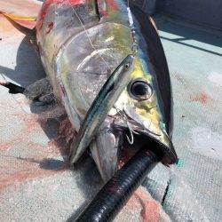 ＴＡＲＯＭＡＲＵ 釣果