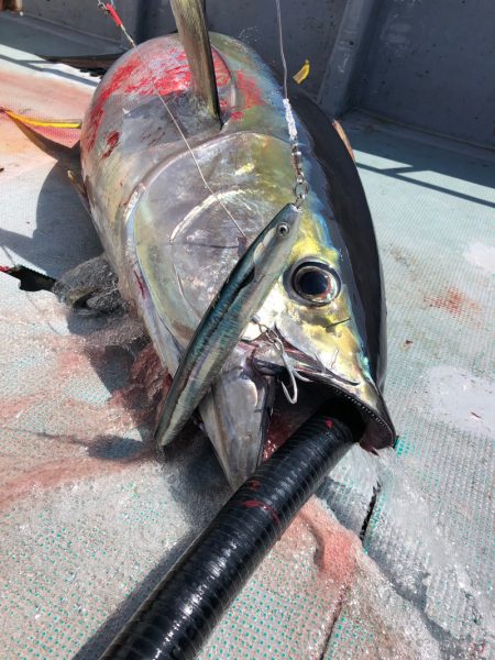 ＴＡＲＯＭＡＲＵ 釣果