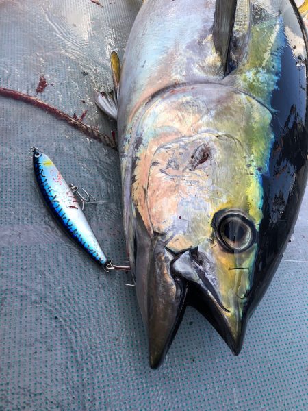 ＴＡＲＯＭＡＲＵ 釣果