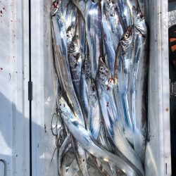 フィッシング キッタカ 釣果