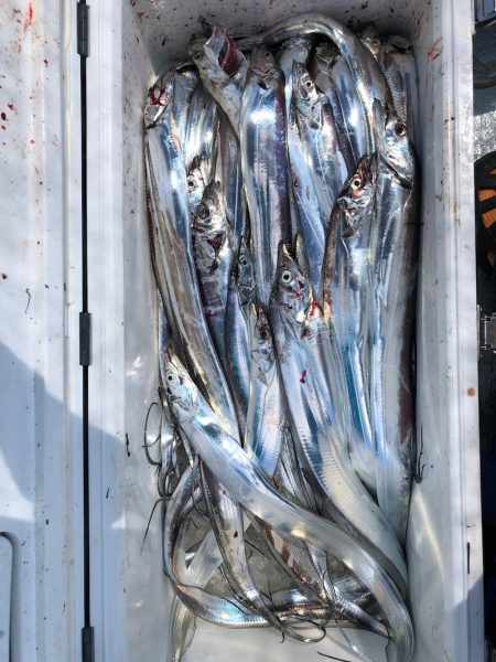 フィッシング キッタカ 釣果