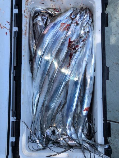 フィッシング キッタカ 釣果