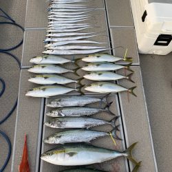 SeaRide(シーライド) 釣果