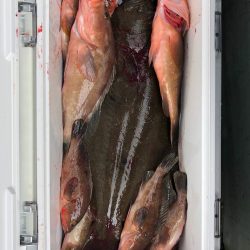 フィッシング　キッタカ 釣果