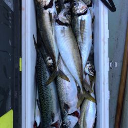 フィッシング　キッタカ 釣果