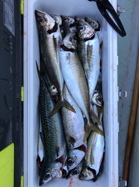 フィッシング　キッタカ 釣果