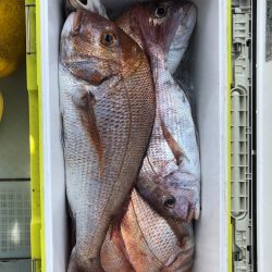 フィッシング キッタカ 釣果