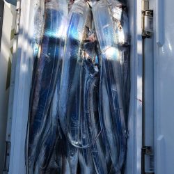 フィッシング　キッタカ 釣果