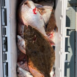 フィッシング キッタカ 釣果