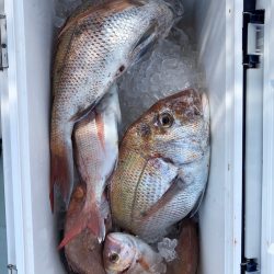 フィッシング キッタカ 釣果